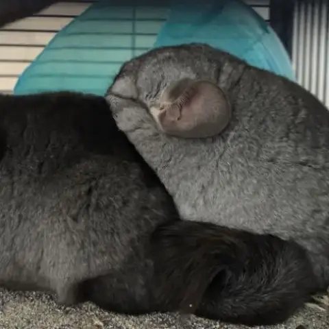 Jeunes Chinchillas Mâles 3 Mois