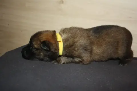 Eurasier  Collier Jaune Des Oursons De La Fee