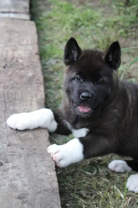 Akita Americain  Black Pearl Galadriel'S Angels photo 2