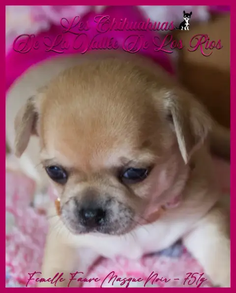 Chihuahua photo 3