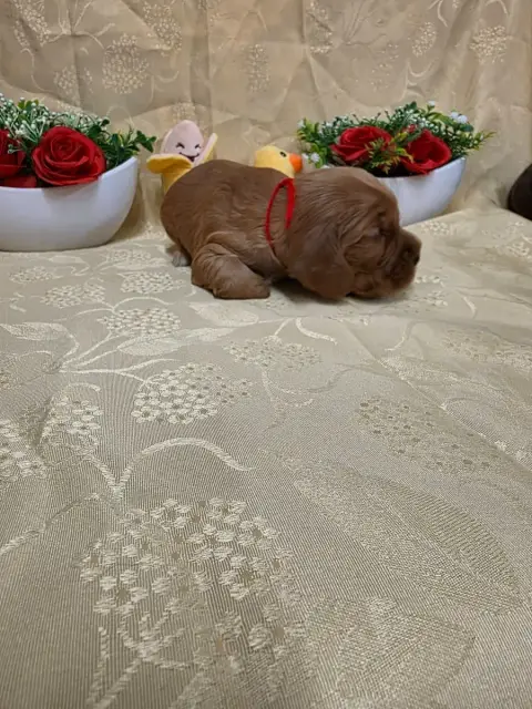 Cocker Spaniel Anglais 
                        B.... 2ce5d photo 2