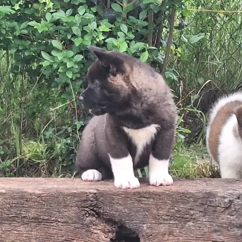 Akita Americain  Black Pearl Galadriel'S Angels photo 3