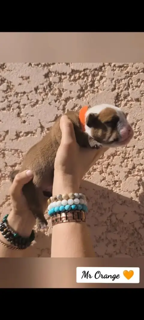 Bulldog Continental  Mr Orange Du Val Dore D'Ourea photo 3