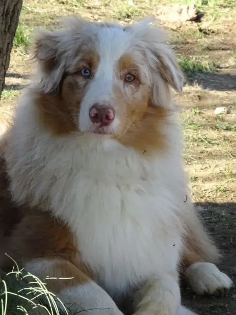 Berger Australien  Chiot N°3 Du Chemin De Mathenou photo 3