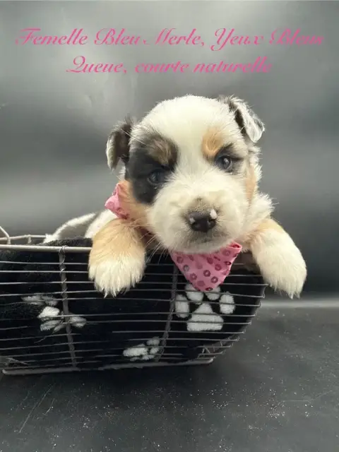Berger Américain Miniature  Chiot N°4 Des Joyaux Des  6e074