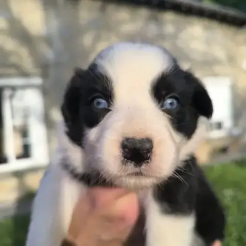 Chiots Berger Australien