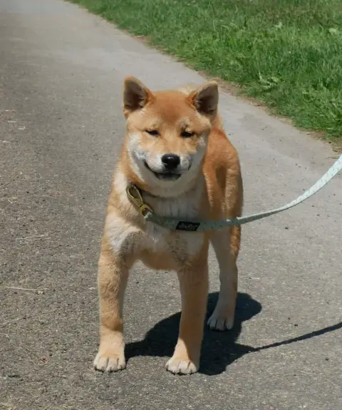 Shiba  Bandit De La Source Des Rochettes photo 2