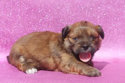 Lhassa Apso  Male Of Caniland'S Dream