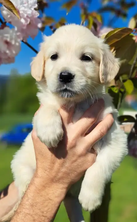Golden Retriever  Brooke (Ruban Violet) Of Mayajoe'S  f383c