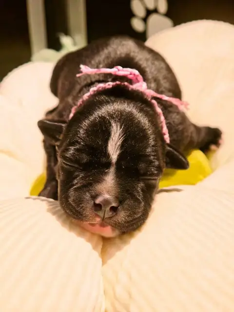 Staffordshire Bull Terrier  Collier Rose