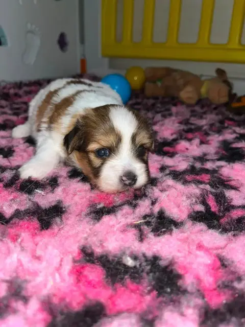Coton De Tulear  Chiot N°1 De Jerrie Black photo 2
