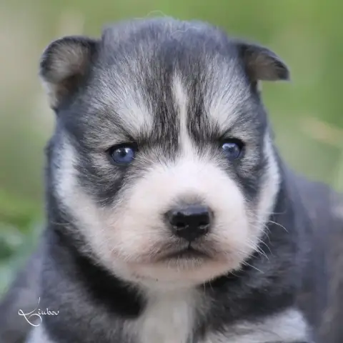 Siberian Husky  Belle Liubov'S