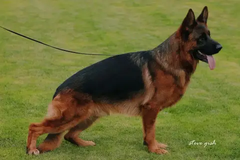 Berger Allemand  Chiot N°5 De La Tribu Des Plaines photo 2