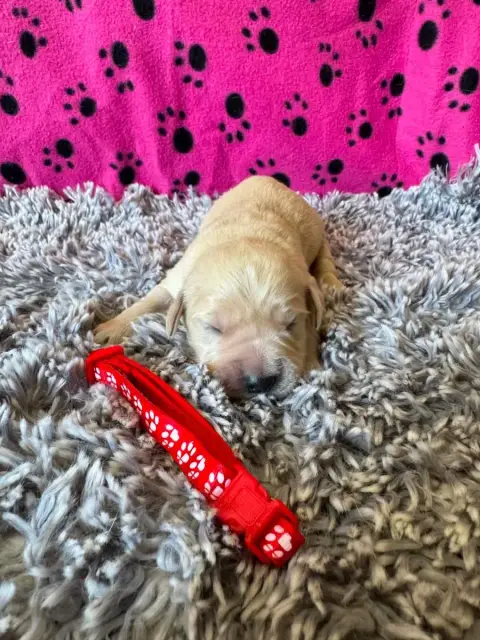 Golden Retriever  Collier Rouge Des Gardiennes De La  ef970