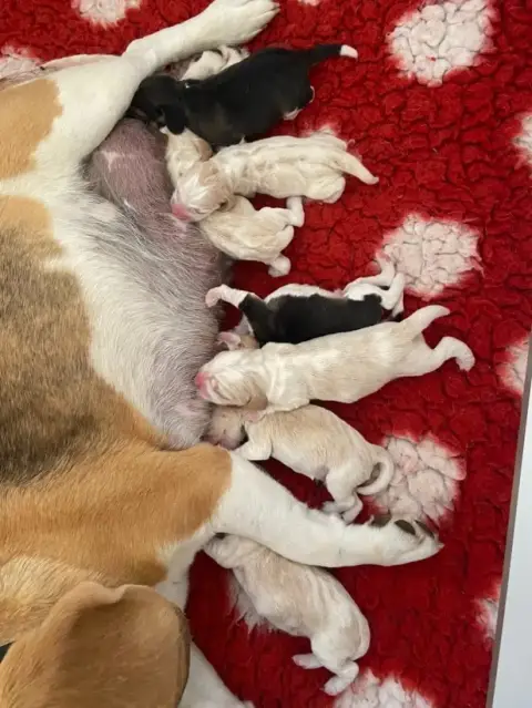 Beagle 
                        Chiot 6 De L'Esprit D 2ed73