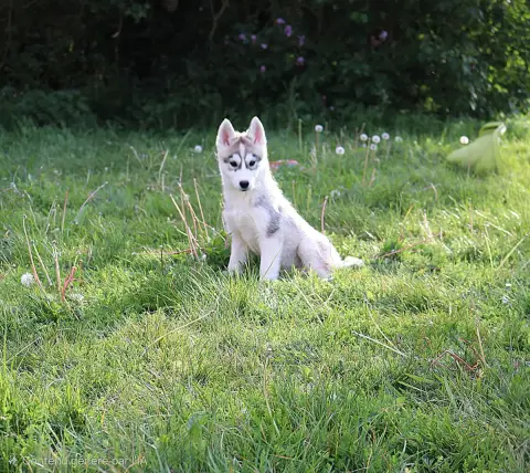 Siberian Husky  Femelle 2 Wolves Of The Northern Ligh 962da