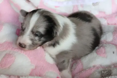 Shetland Sheepdog  Chiot N°4 Du Royaume De La Petite  4b8ae