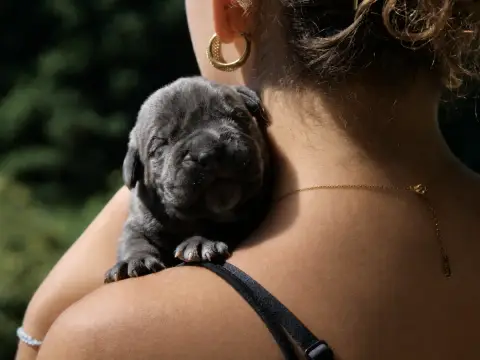 Cane Corso  Chiot 5 Des Monts D'Ardeche