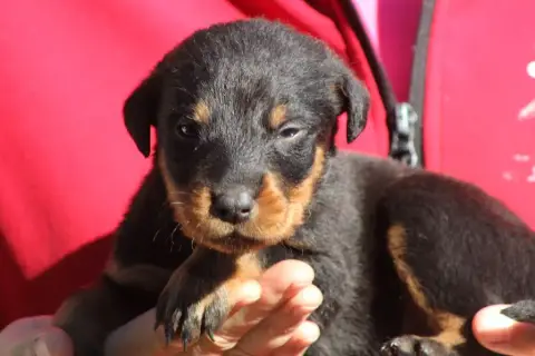 Berger De Beauce  Chiot 4 De Genevayse