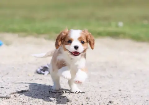 Cavalier King Charles Spaniel  Betsy De La Bergerie D 72ce4 photo 3