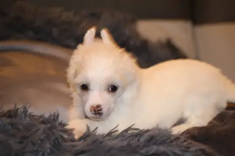 Chien Chinois À Crête  Arrow Des Trésors Des Petites  29935