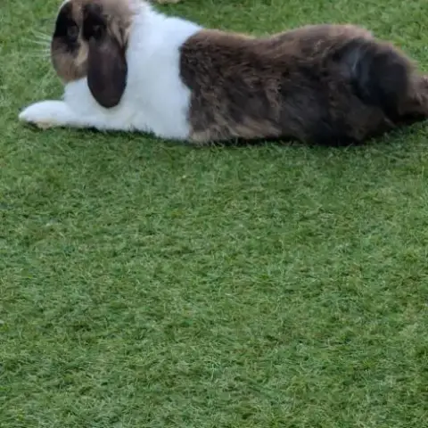 Lapine Et Lapi'