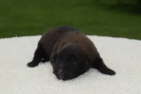 Berger Belge  Chiot 10 Du Millésime Champenois