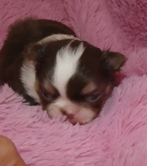 Chihuahua  Chiot N°1 Des Ptits Dragons De Cupidon photo 2