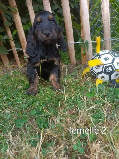 Cocker Spaniel Anglais  Chiot N°7 Des Pres Flamands 6356f
