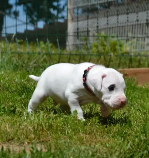 Dogo Argentino  Collier Bordeaux Cocard Od Del Angel  229b4 photo 2