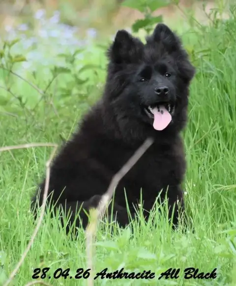 Eurasier  Anthracite All Black Des Crinières De Feu eb040