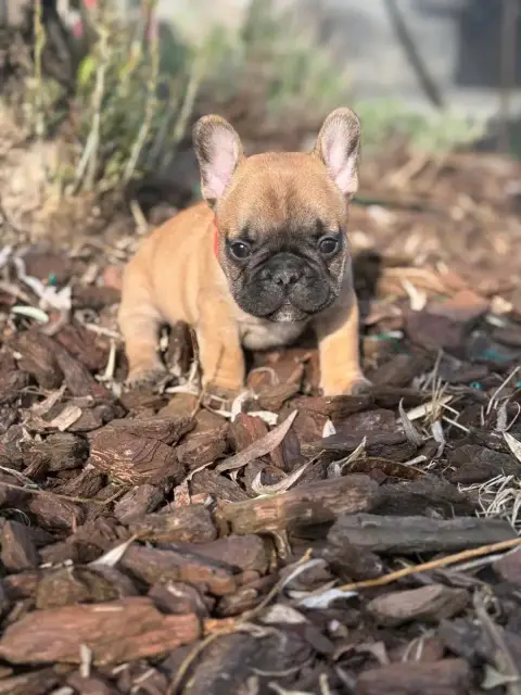 Bouledogue Français  Collier Rouge Du Marais