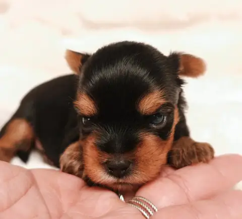 Yorkshire Terrier  Bilbao Du Domaine De Naugigoutte 9c1c7