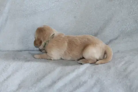 Golden Retriever photo 3