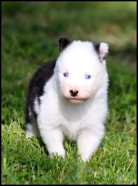 Laika De Iakoutie  Chiot N°3 L'Eden Des Shokou