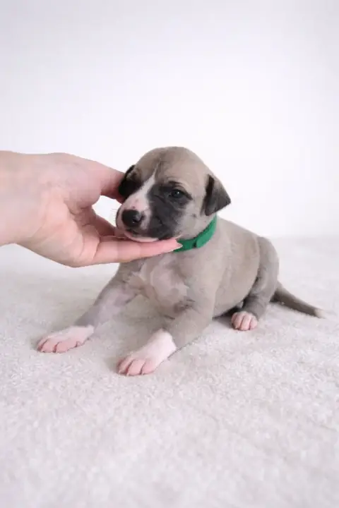 Whippet  Be My Star Des Rives De Riss