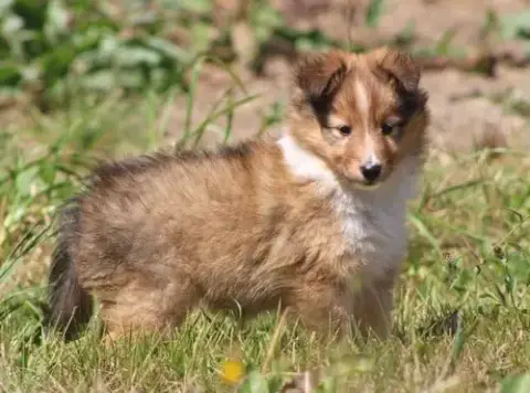 Shetland Sheepdog 
                        Beija Des  f3007 photo 3