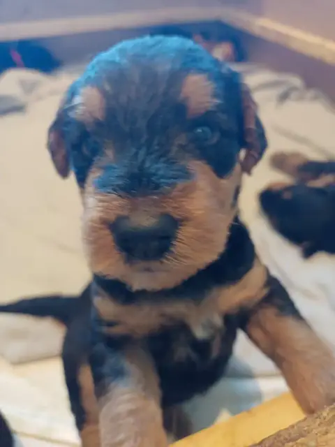 Airedale Terrier  Chiot N°2 D'Anima De L'Aire