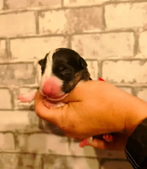 Bull Terrier Miniature  Chiot N°2 Of Secret'S Sources 28056 photo 2