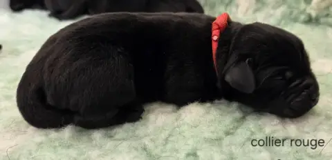 Labrador Retriever  Collier Rouge Du Gardien Des Auln 92c33