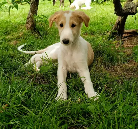 Barzoi  Blondie