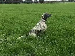 Setter Anglais  Chiot 2 De La Riottière