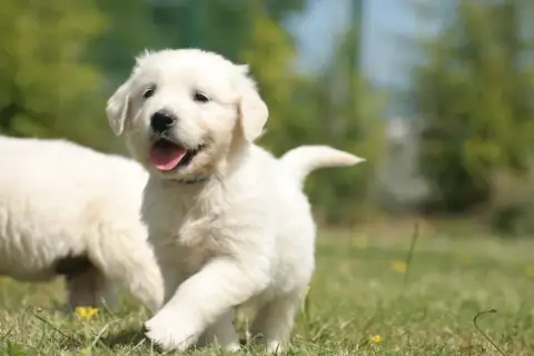 Golden Retriever  Chiot N°1 Des Joyaux Des Ki Millacs cb19e