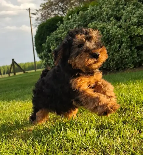 Welsh Terrier  Chiot N°1 Des Marais De Courmont photo 3