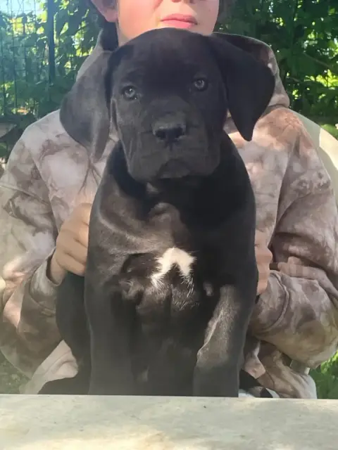 Cane Corso  Brucera Des Lares De L'Aurévière