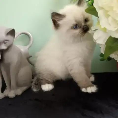 Chatons Sibériens