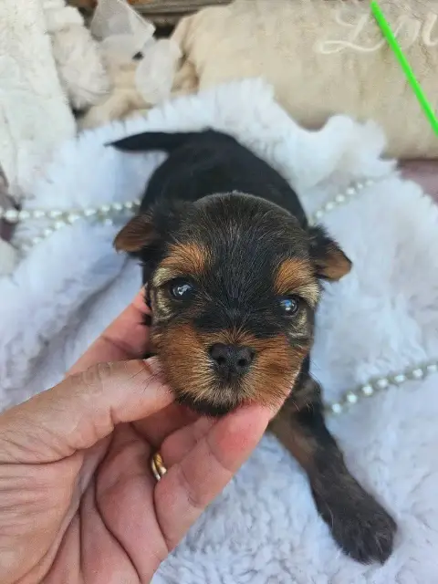 Yorkshire Terrier  Chiot N°2 Du Hameau De Selcra