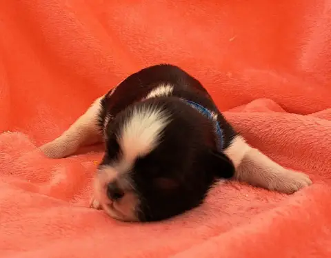 Shih Tzu  Boris photo 2