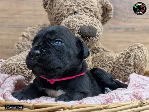 Cane Corso  Collier Rose De La Treizieme Legion