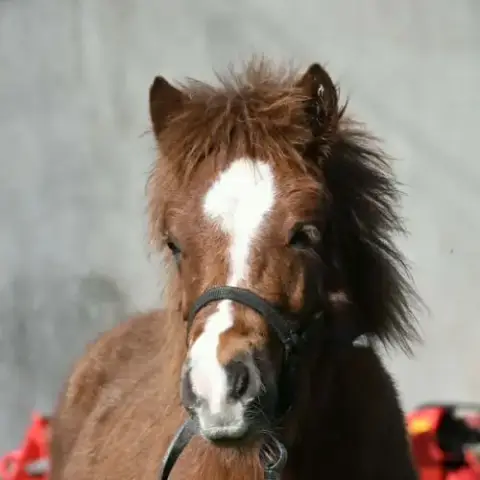 Poney Oc Type Shetland